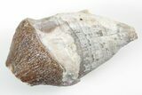 Fossil Primitive Whale (Pappocetus) Incisor Tooth - Morocco #215109-1